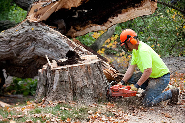 Best Professional Tree Care  in Dunstan, ME